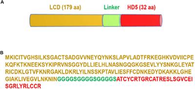 A Novel Bacteriophage Lysin-Human Defensin Fusion Protein Is Effective in Treatment of Clostridioides difficile Infection in Mice